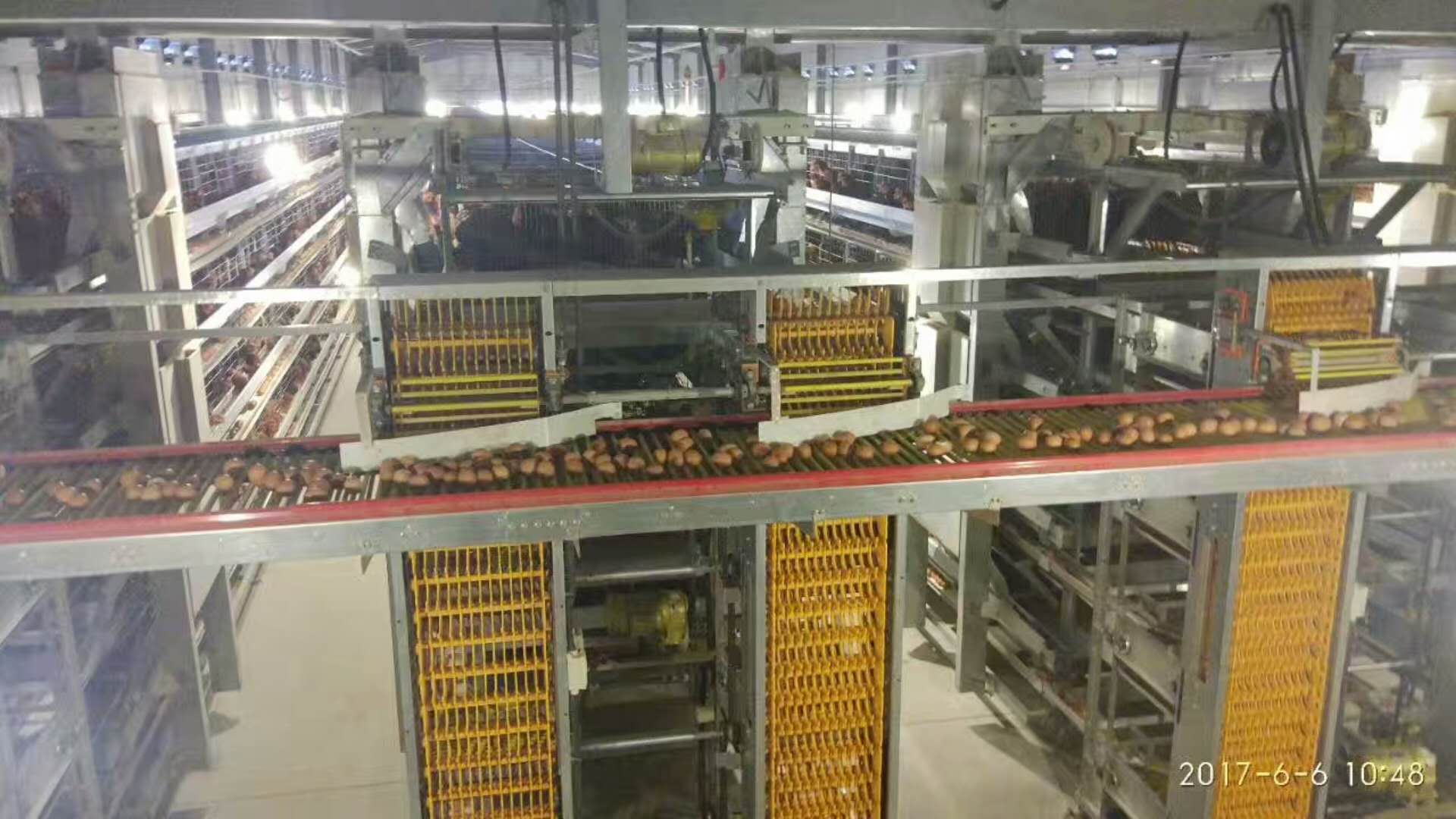 泉州自动化集蛋系统