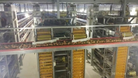 柳州自动化集蛋系统